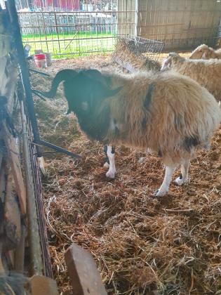 למכירה 4 כבשים 3 נקבות 1 זכר