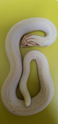 Hogenose Super Toffee Conda, בן