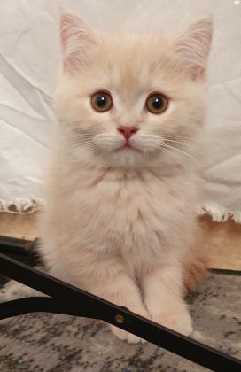 חתול סקוטי פולד עם ניסיון, מחפש כלה