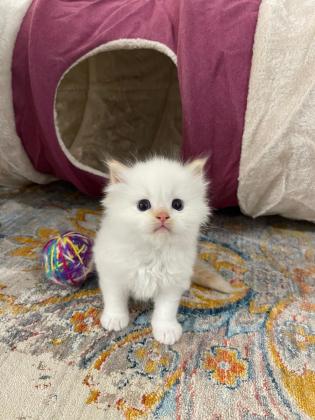 רגדול לבן(red point )בן חודש