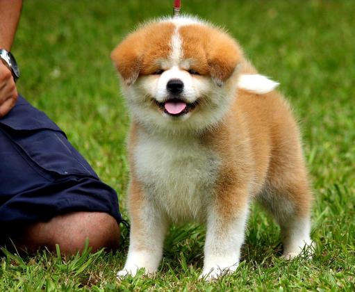 גורי אקיטה אינו יפני מושלמים