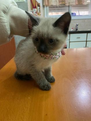 גור חתול סיאמי בת חודשיים בריאה