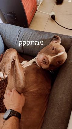 כלב מעורב קאנה קורסו עם