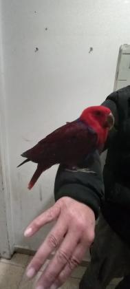 למכירה גוזל אקלקטוס לקראת גמילה,