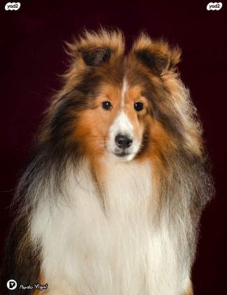 גורי שלטי כלב רועים שטלנדי