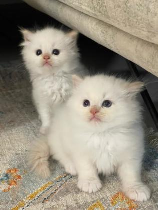 רגדול לבן(red point )בן חודש