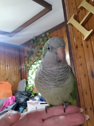 תוקי מושלם חברותי מאוד אוהב