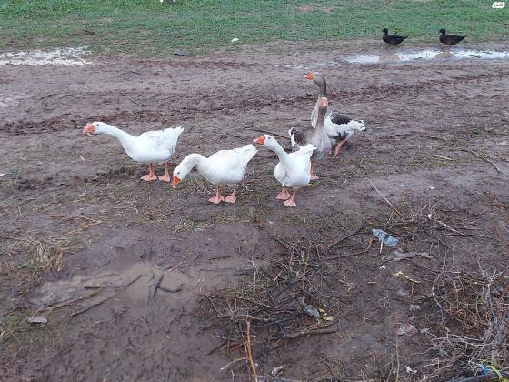 אווזים למכירה יפים וגדולים מחיר