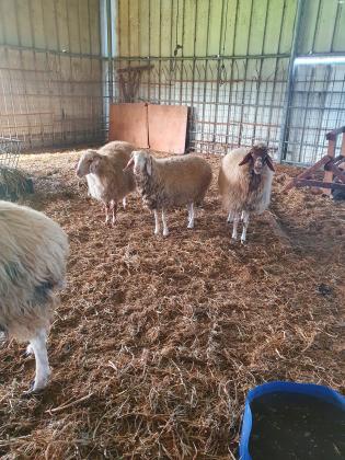 למכירה 4 כבשים 3 נקבות 1 זכר