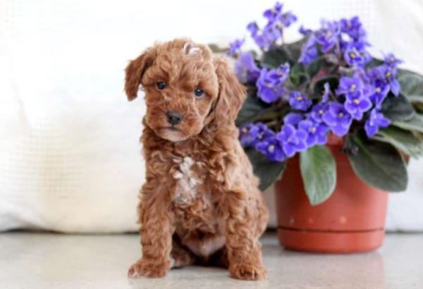 למכירה פודל טוי, גורים ברמה