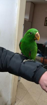 למכירה גוזל אקלקטוס לקראת גמילה,