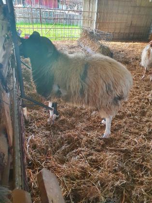 למכירה 4 כבשים 3 נקבות 1 זכר