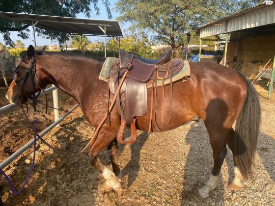 קיוטי, הסוס של ביתי נועה, רוכבת יחידה