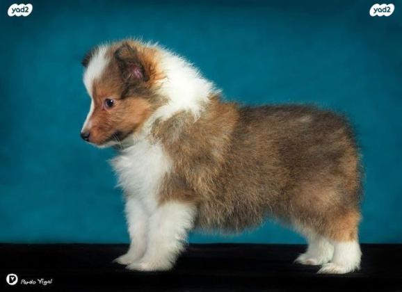 גורי שלטי כלב רועים שטלנדי