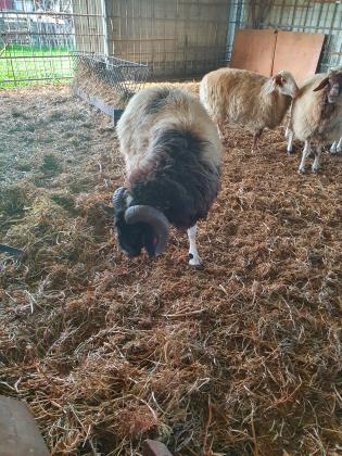 למכירה 4 כבשים 3 נקבות 1 זכר