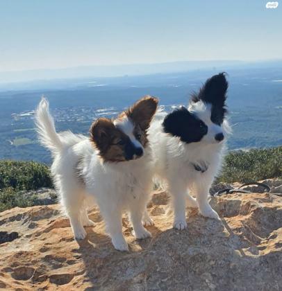 גורי פפיון PAPILLON מוכנים לעבור