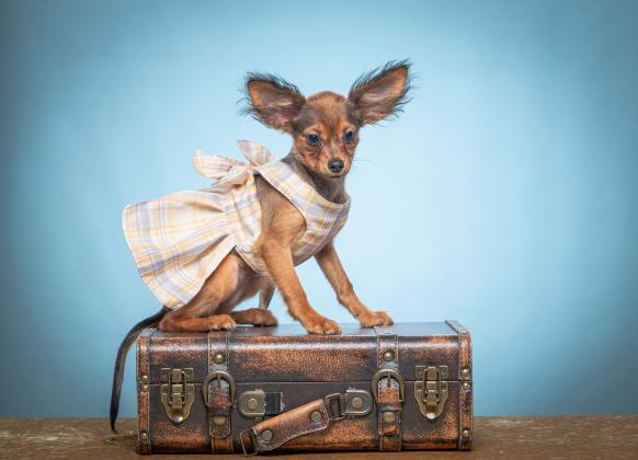 טוי רוסי גורים