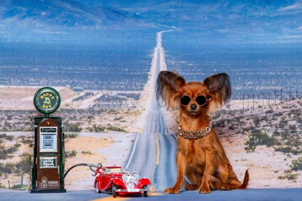 טוי רוסי גורים