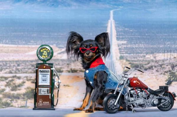 טוי רוסי גורים