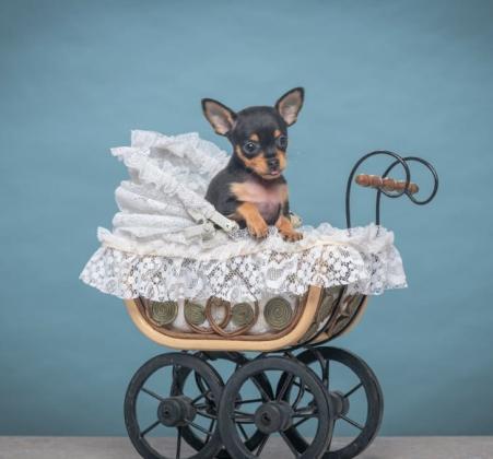 טוי רוסי גורים