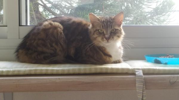 גוש פרווה לאימוץ :) הכירו