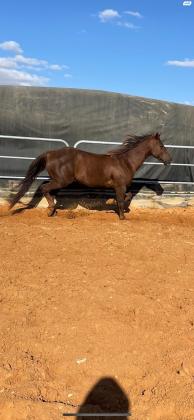 למכירה סוס קווטר זכר מסורס בן 7