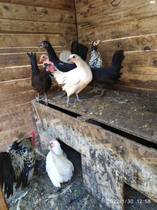 למכירה תרנגולות שאבו (ננסיות) גזעיות