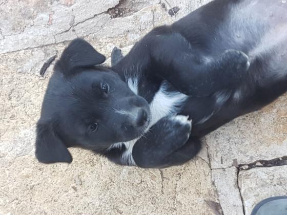 גורים למסירה! מתוקים, יפים, אוהבים