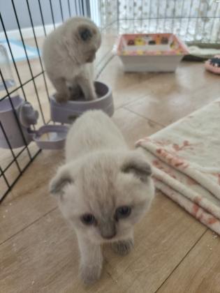 למכירה 3 גורים סקוטיש פולד,זכר