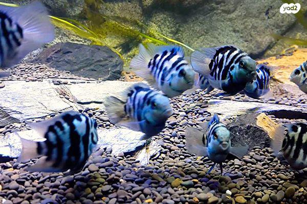 ** לצכירה תוכי פנדה ננסי