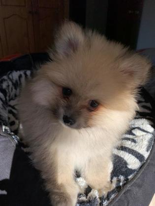 דובי מושלם! למכירה גור פומרניין