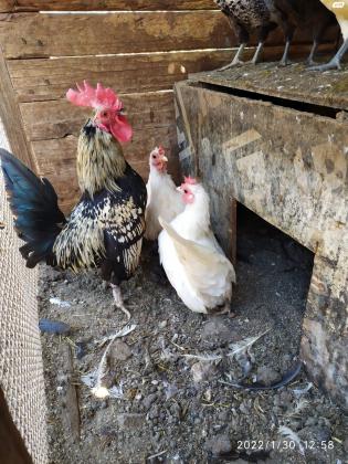 למכירה תרנגולות שאבו (ננסיות) גזעיות