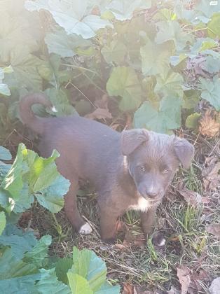 גורים למסירה! מתוקים, יפים, אוהבים