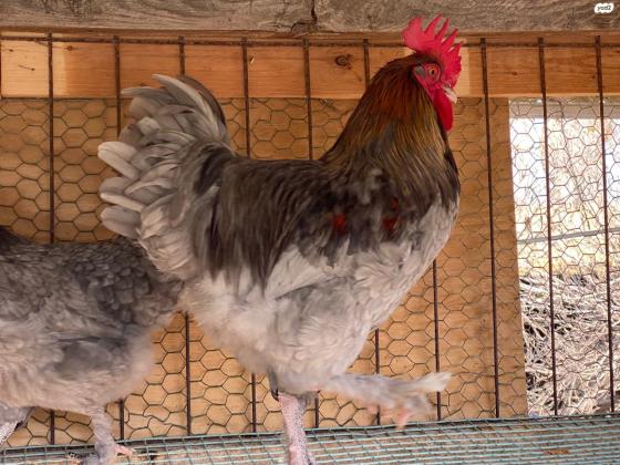 למכירה תרנגולות ואפרוחי מארנס בני