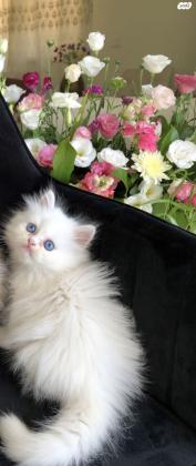 חתול שיראזי עם שיער ארוך