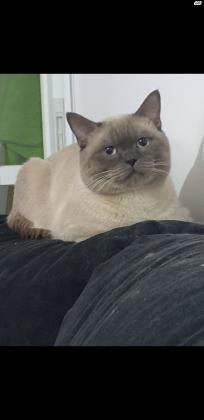 למכירה 3 גורים סקוטיש פולד,זכר