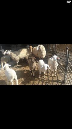 למכירה כבשים אמהות +טלאים צעירים