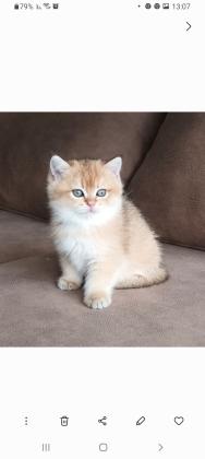 2 זכרים סקוטי סטרייט גולדן