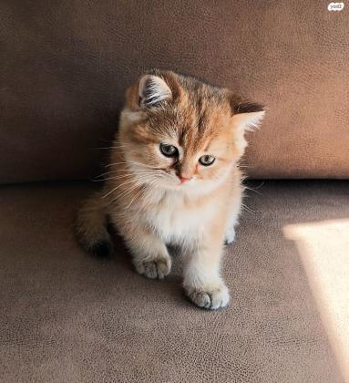 2 זכרים סקוטי סטרייט גולדן