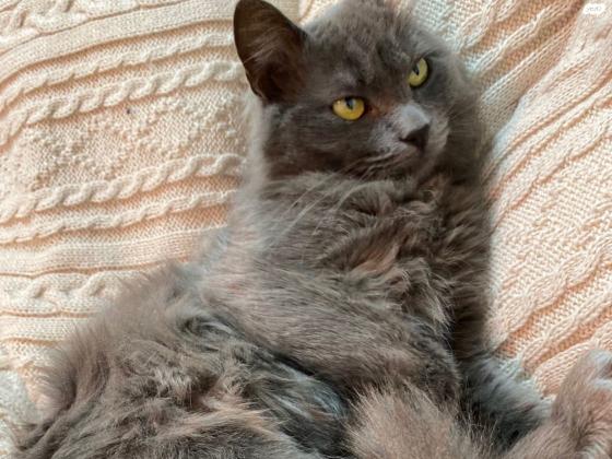 חתול רוסי כחול שקט , ביישן, פעלתן ועדין