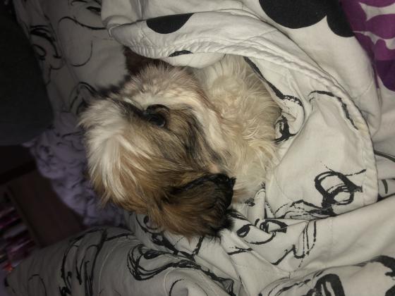 גורי שיצו טריקולור פשוט מושלמים