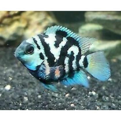 ** לצכירה תוכי פנדה ננסי