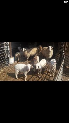 למכירה כבשים אמהות +טלאים צעירים