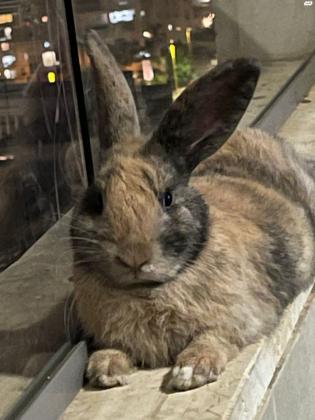 ארנב סלעים יפייפה וחכם עם המון פרווה