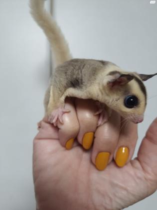 למכירה שוגר גליידר מרהיבים ביופים,