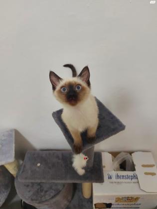 חתול סיאמי בן 3 חודשים