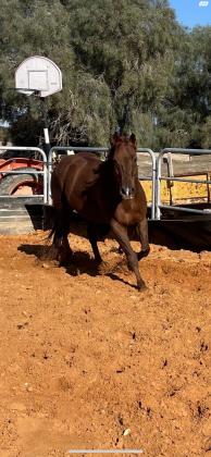 למכירה סוס קווטר זכר מסורס בן 7
