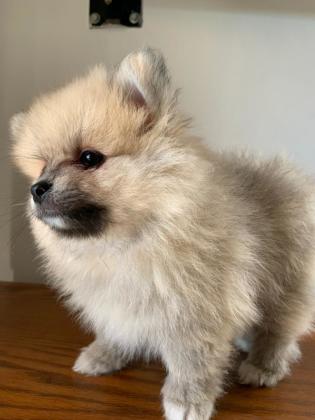 דובי מושלם! למכירה גור פומרניין