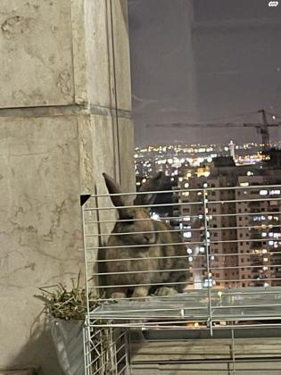 ארנב סלעים יפייפה וחכם עם המון פרווה