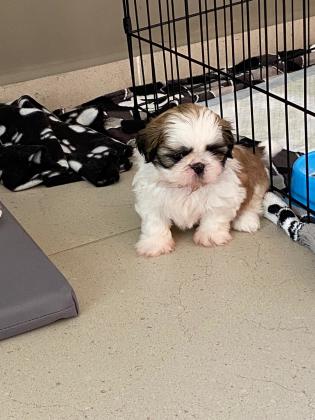 גורי שיצו טריקולור פשוט מושלמים